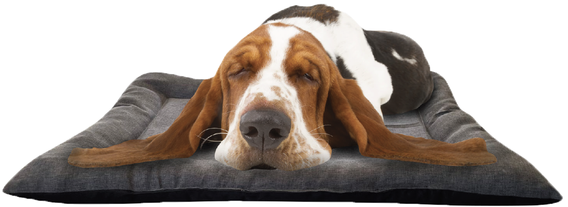 Comfy dog bed
