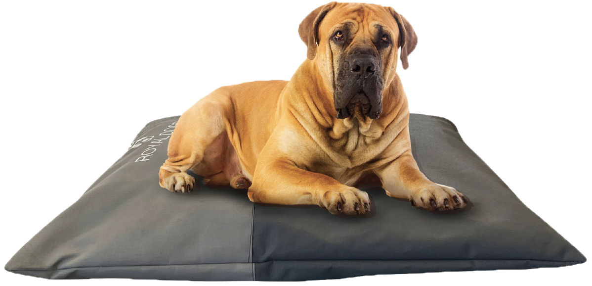 large breed dog on dog pillow