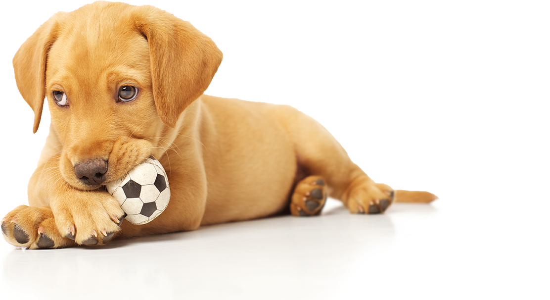 shutterstock_118139114
