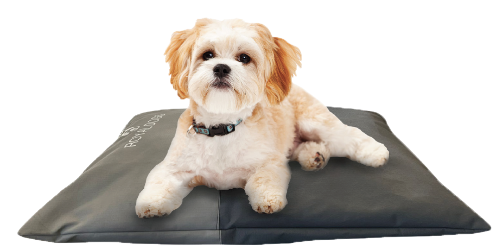 small dog bed